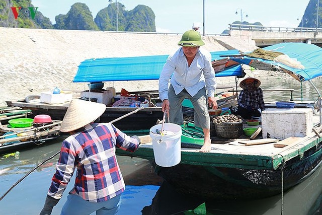 Ảnh: Mưu sinh bên bờ Vịnh trong nắng nóng như đổ lửa - Ảnh 6.