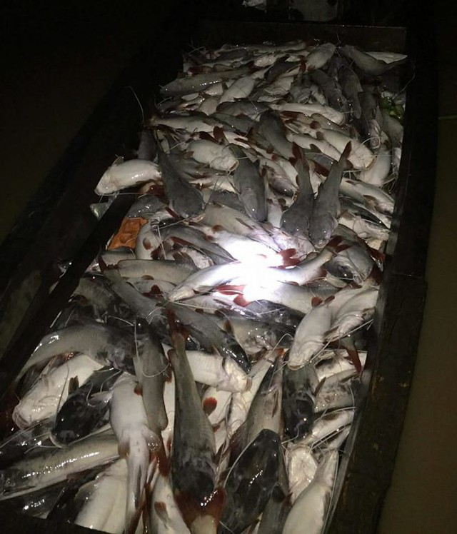 Cá nuôi bè trên sông La Ngà chết hàng loạt - Ảnh 1.