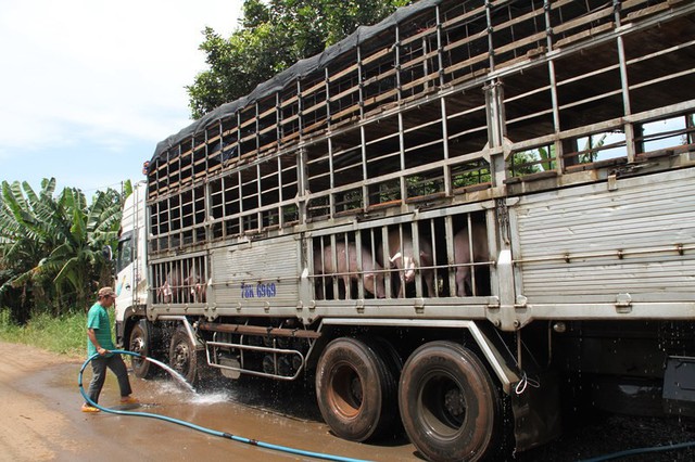 Sau thê thảm, giá heo bất ngờ leo thang kinh hoàng - Ảnh 1.