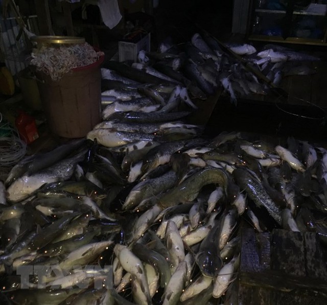 [Photo] Cận cảnh cá chết nổi trắng sông La Ngà ở Đồng Nai - Ảnh 1.