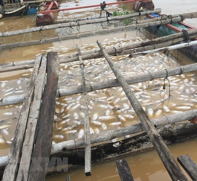 [Photo] Cận cảnh cá chết nổi trắng sông La Ngà ở Đồng Nai - Ảnh 5.