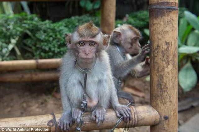 Ảnh: Xót xa cảnh động vật bị ngược đãi tại “thiên đường” du lịch Bali - Ảnh 2.