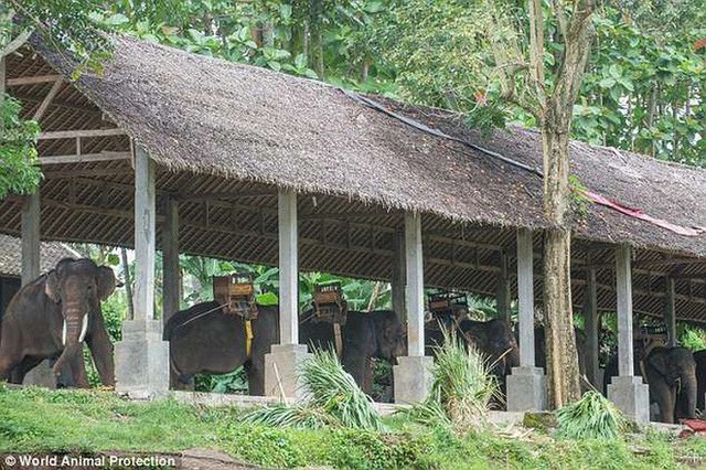 Ảnh: Xót xa cảnh động vật bị ngược đãi tại “thiên đường” du lịch Bali - Ảnh 8.