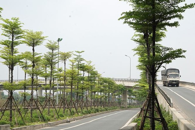 Những hàng cây xanh mướt thẳng tắp ở đầu cầu Thanh Trì - Ảnh 2.
