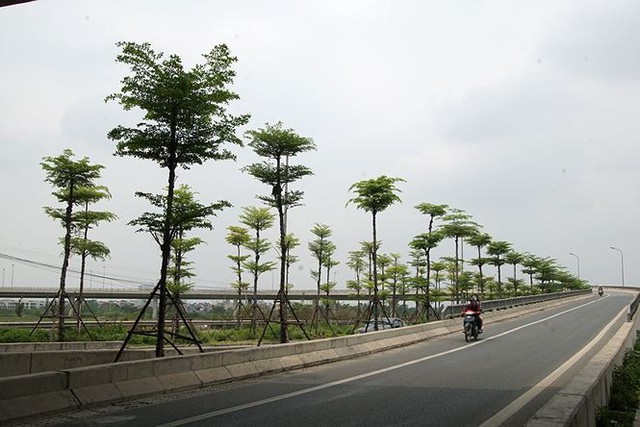 Những hàng cây xanh mướt thẳng tắp ở đầu cầu Thanh Trì - Ảnh 8.