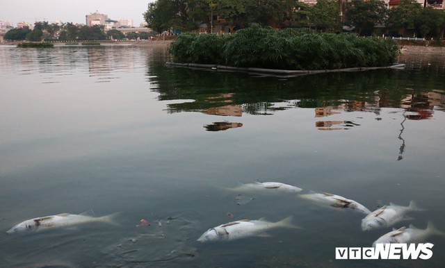 Nguyên nhân cá chết nổi trắng mặt hồ Hoàng Cầu, Hà Nội - Ảnh 1.