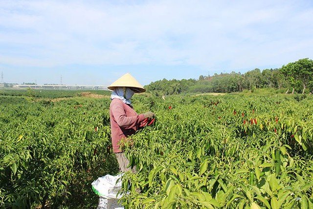 Nông dân cay đắng vì giá ớt quá rẻ - Ảnh 1.