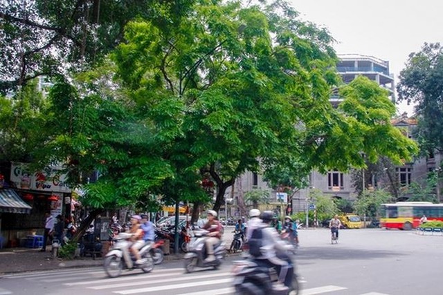Nhìn gần 12 cây sưa đỏ trước ngày di dời để xây ga ngầm   - Ảnh 3.