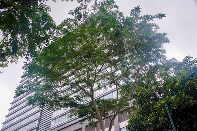Nhìn gần 12 cây sưa đỏ trước ngày di dời để xây ga ngầm   - Ảnh 10.