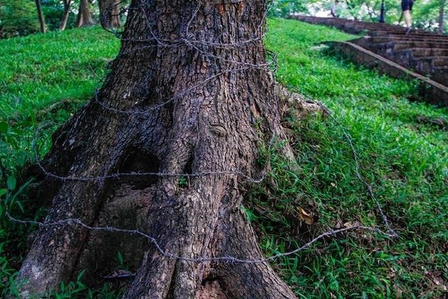 Lo ngại mất trộm, Hà Nội mặc áo giáp cho cây sưa đỏ - Ảnh 9.