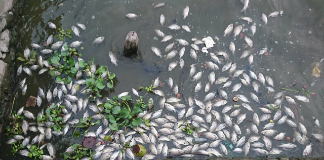 Hà Nội: Cá chết bất thường, kéo dài 100m ở Hồ Tây - Ảnh 1.