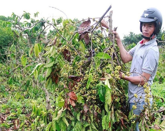 Lỗ hàng trăm tỉ, ông lớn cà phê muốn giải thể 6 công ty con - Ảnh 1.