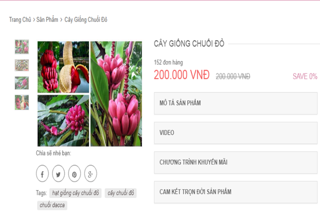 Từ chuyện cơn sốt chuối đỏ siêu lạ 600.000 đồng/kg - Ảnh 2.