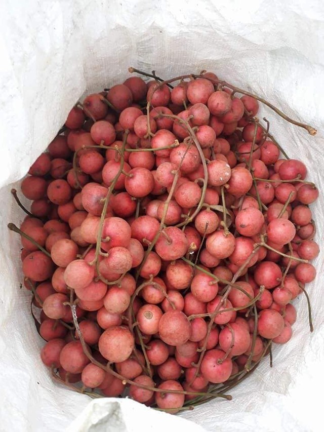 Những loại quả rẻ như cho ở nhà quê nhưng đắt đỏ ngang trái cây nhập khẩu tại Hà Nội  - Ảnh 3.
