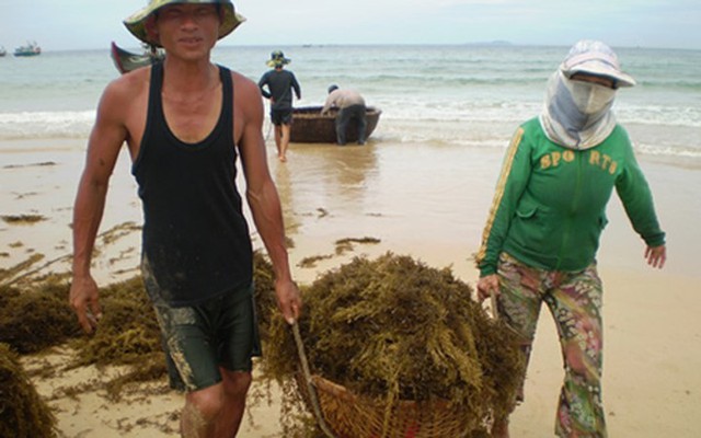 Đi vớt rong biển mỗi ngày người dân bỏ túi 300.000 đồng - Ảnh 5.