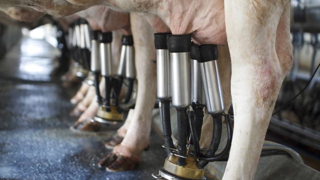 Giá sữa thế giới giảm trong 4 phiên đấu giá liên tiếp - Ảnh 1.