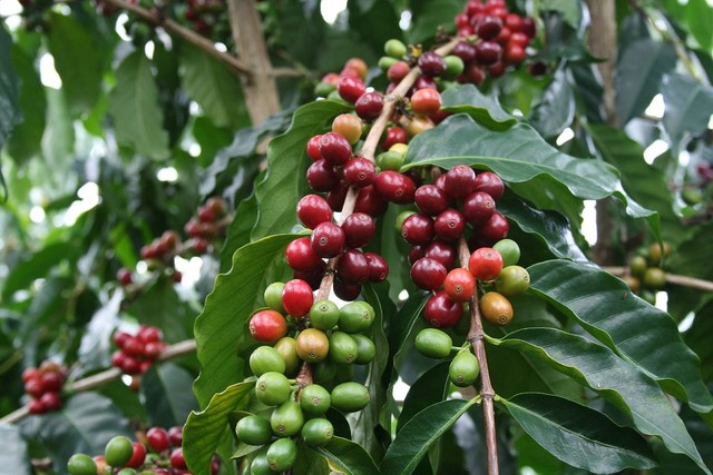 Xuất khẩu cà phê niên vụ 2017 – 2018 dự báo giảm vì giá thấp nhất 50 năm - Ảnh 1.