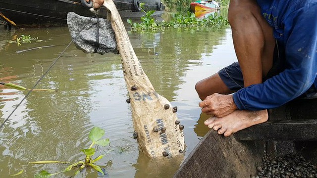 Tuyệt chiêu bắt ốc đắng kiếm tiền triệu mỗi ngày của lão nông miền Tây - Ảnh 5.