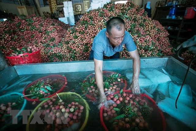 Hình ảnh vải thiều Lục Ngạn chín đỏ trong mùa thu hoạch - Ảnh 15.