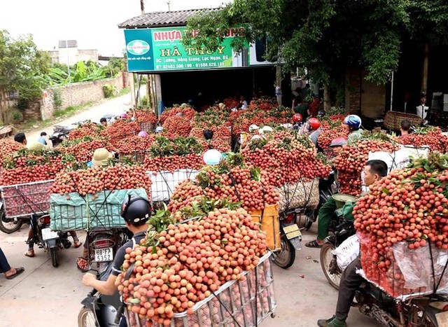 Hình ảnh vải thiều Lục Ngạn chín đỏ trong mùa thu hoạch - Ảnh 11.