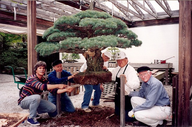 Câu chuyện của cây bonsai Nhật Bản 400 tuổi vẫn sống sót sau khi bom nguyên tử thả xuống Hiroshima - Ảnh 8.
