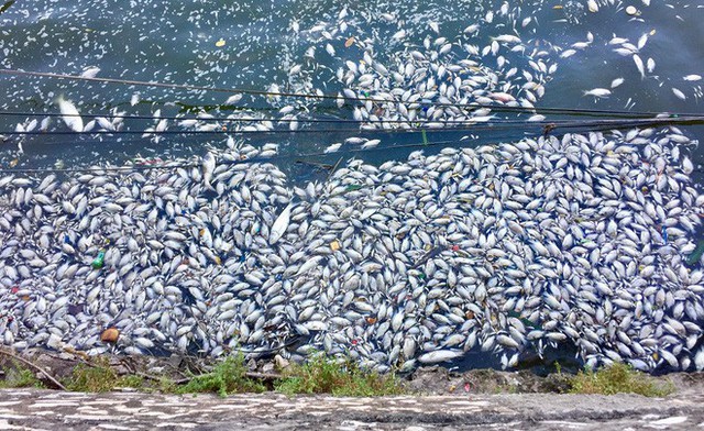  Cá chết nổi thành mảng trắng ở Hồ Tây do thay đổi thời tiết - Ảnh 2.