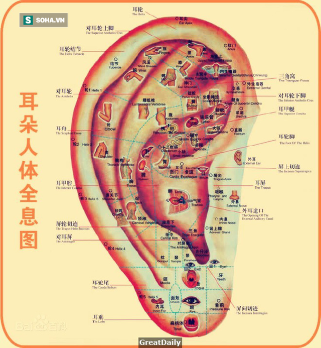 Người có 3 đặc điểm này ở tai sẽ sống thọ: Hãy xem bạn có sở hữu tài sản này không? - Ảnh 1.