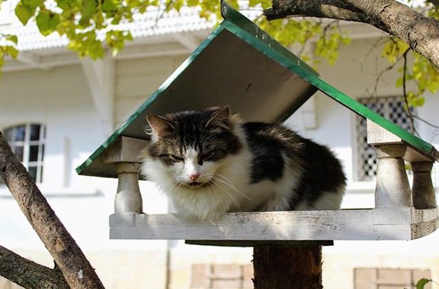 Những chú mèo nổi tiếng “làm việc” cho các viện bảo tàng ở Nga - Ảnh 14.
