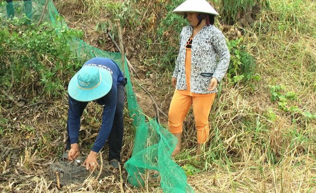 Về miền Tây mùa lũ, xem thợ săn chuột đồng “hốt bạc” - Ảnh 6.