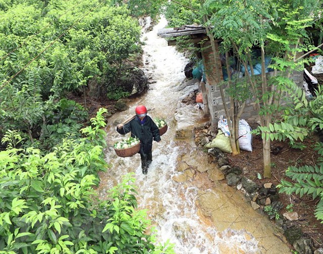 [Photo] Lạng Sơn được mùa na, sản lượng ước đạt hơn 30.000 tấn - Ảnh 1.