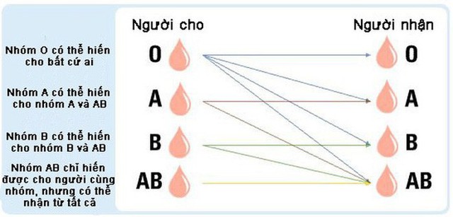 Đột phá cứu mạng hàng triệu người: Các nhà khoa học chuyển hiệu quả máu nhóm A,B thành nhóm O, có thể truyền cho bất kỳ ai - Ảnh 2.