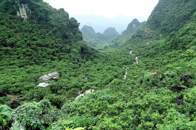 [Photo] Lạng Sơn được mùa na, sản lượng ước đạt hơn 30.000 tấn - Ảnh 3.