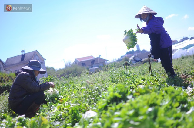 Nông dân khốn khổ vì nông sản Trung Quốc nhái hàng Đà Lạt: 3 tháng trồng khoai không bán được đồng nào, chỉ biết khóc... - Ảnh 2.