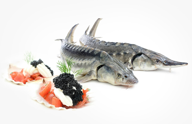 Hạt ngọc trai của biển cả: Món ăn xa xỉ chỉ dành cho giới đại gia - Ảnh 3.