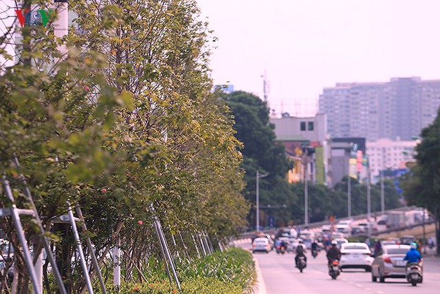 Những hàng cây Phong trên đường phố Hà Nội ngả màu khi Thu sang - Ảnh 6.