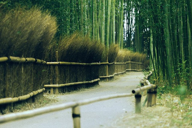 Bộ ảnh ở Kyoto này sẽ cho bạn thấy một Nhật Bản rất khác: Bình yên, dịu dàng và đẹp như những thước phim điện ảnh - Ảnh 9.