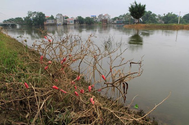 Hà Nội: Nước sông Bùi rút sâu, người dân ra đê câu cá  - Ảnh 7.