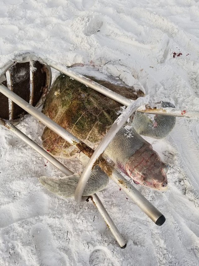 Trong vòng 1 tuần: Gấu trắng ăn nylon, rùa biển cực hiếm chết kẹt trong ghế sắt và những bức hình gây ám ảnh từ rác thải của con người - Ảnh 2.
