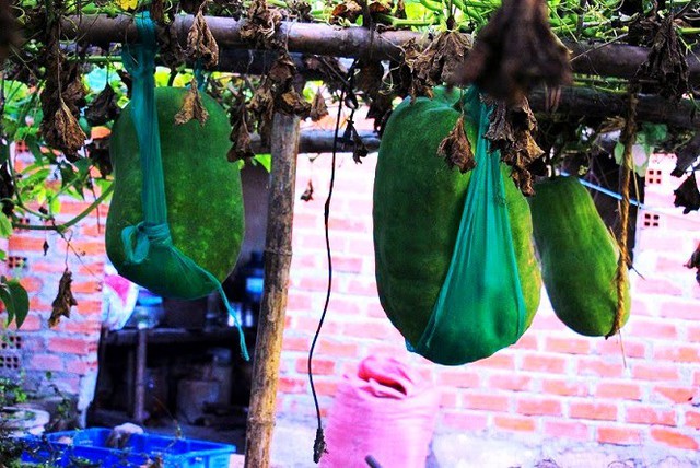 Làng trồng bí đao khổng lồ, có trái nặng tới 80kg ở Bình Định - Ảnh 1.