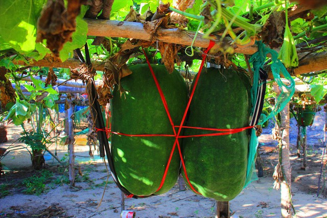 Làng trồng bí đao khổng lồ, có trái nặng tới 80kg ở Bình Định - Ảnh 3.