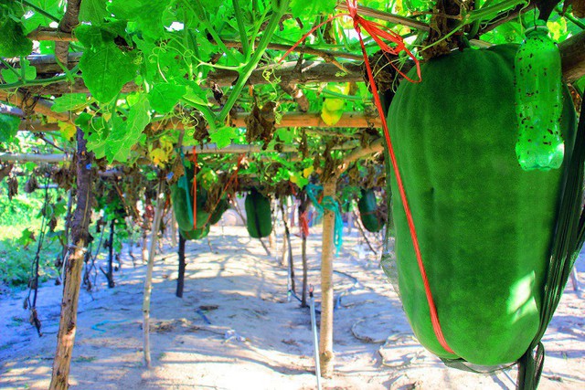 Làng trồng bí đao khổng lồ, có trái nặng tới 80kg ở Bình Định - Ảnh 4.