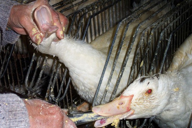 Foie gras - đỉnh cao văn hóa ẩm thực Pháp: Khi lằn ranh giữa món ăn xa hoa và nỗi thống khổ tột cùng của loài ngỗng bị xóa mờ - Ảnh 8.