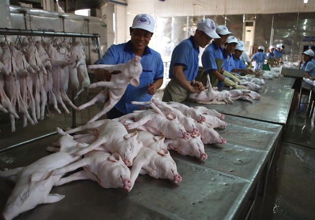 
Việt Nam mới chỉ XK được một lượng rất ít thịt lợn choai (Ảnh: Vũ Sinh)
