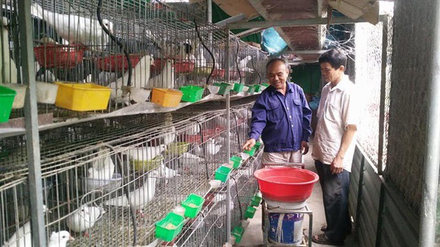  Khách tới tham quan, học hỏi kinh nghiệm tại trại chim của ông Tuấn