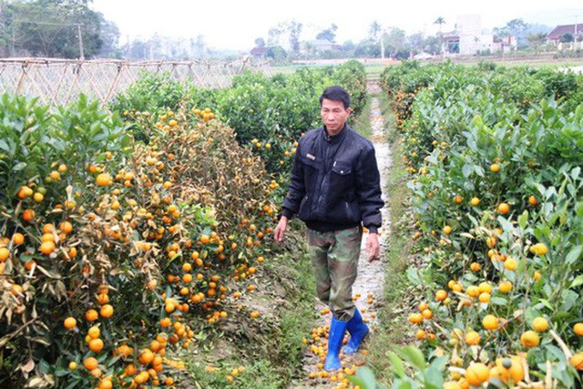 
Vườn quất ở xã Hợp Tiến, huyện Triệu Sơn bị kẻ gian phun thuốc diệt cỏ hãm hại
