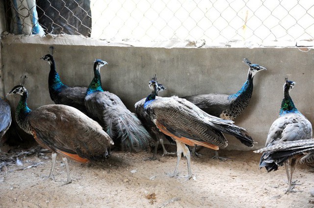 “Đột nhập” trang trại nuôi chim công lớn nhất miền Tây - Ảnh 1.
