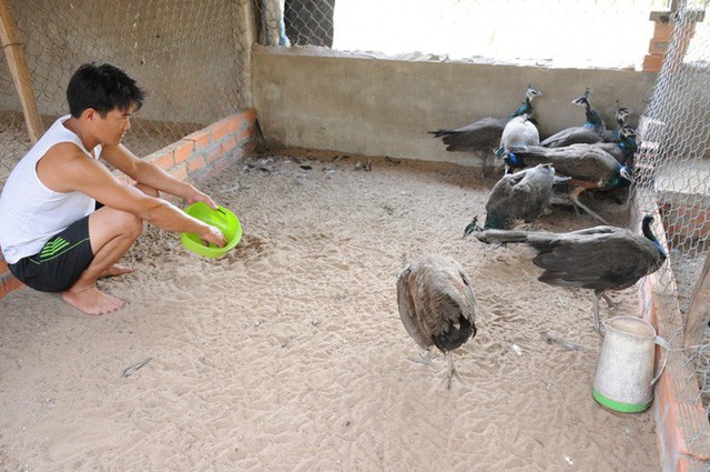“Đột nhập” trang trại nuôi chim công lớn nhất miền Tây - Ảnh 2.