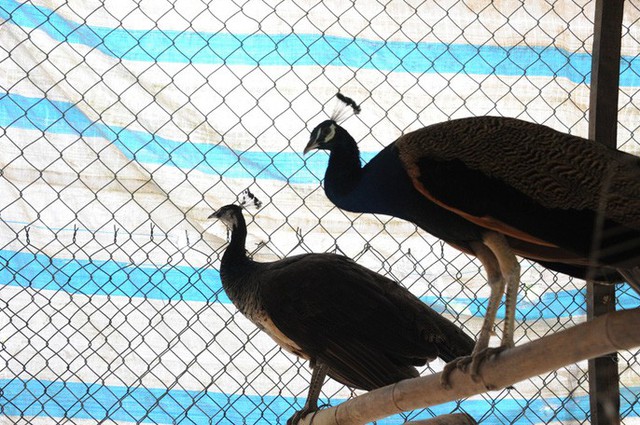 “Đột nhập” trang trại nuôi chim công lớn nhất miền Tây - Ảnh 6.