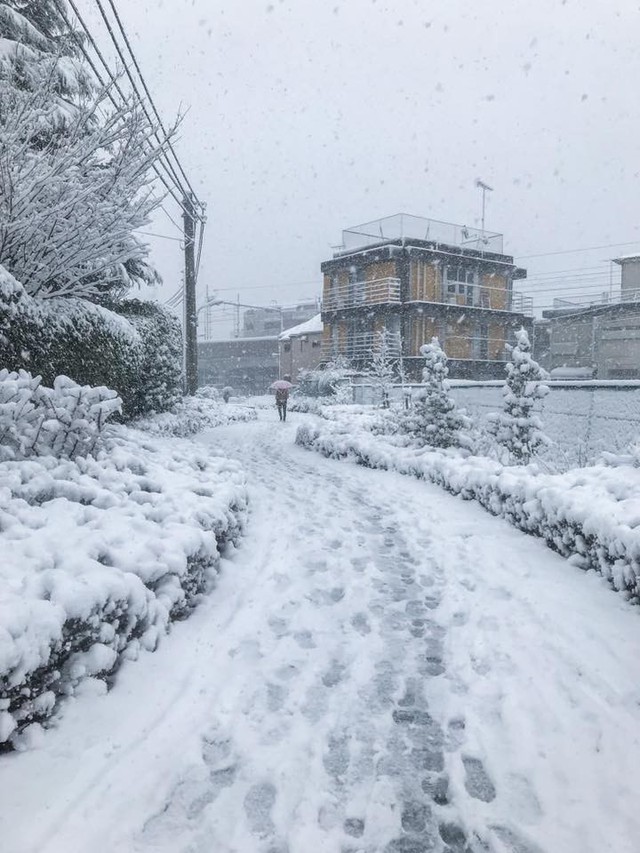 Những hình ảnh rùng mình trong bão tuyết kỷ lục tại Tokyo: Hàng trăm chuyến bay bị hủy, xe đạp đóng băng ngoài trời - Ảnh 7.