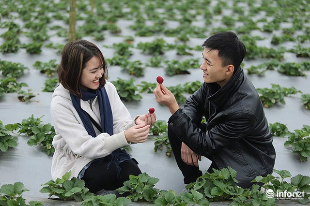 Bất ngờ với vườn dâu tây chín đỏ giữa lòng Hà Nội ngay trước Tết Nguyên đán - Ảnh 9.